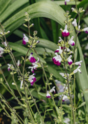 Burford Garden Co. Salvia Amethyst Lips, 2/3L