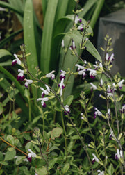 Burford Garden Co. Salvia Amethyst Lips, 2/3L