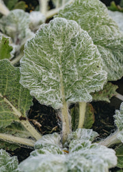 Salvia Salvia Argentea Artemis, 2/3L