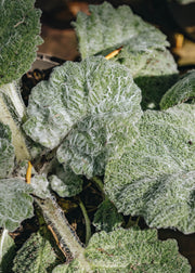 Salvia Salvia Argentea Artemis, 2/3L