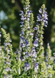Salvia Salvia Azure Snow