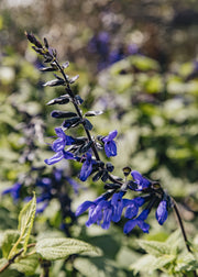 Salvia Salvia guaranitica Black and Bloom, 2/3L