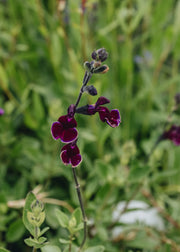 Salvia Salvia Blackberry Ripple, 2/3L