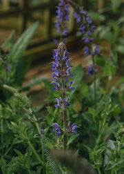 Salvia Salvia Blue By You