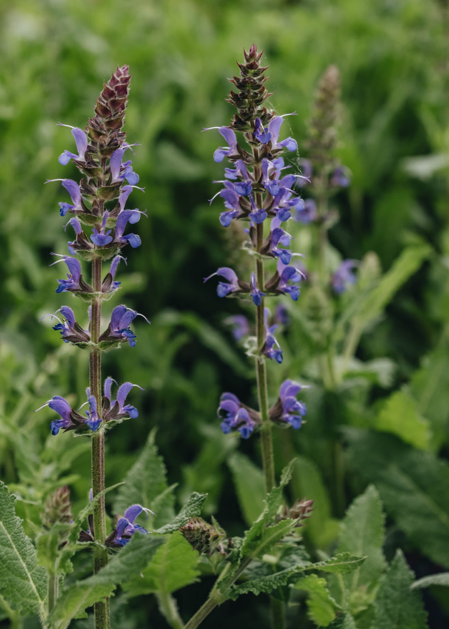 Salvia Blue By You