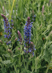 Salvia Salvia Blue Hill