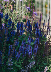 Salvia Salvia nemorosa Blue Marvel
