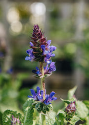 Salvia Salvia nemorosa Blue Marvel, 2/3L