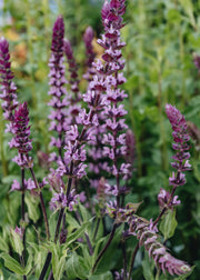 Salvia Salvia caradonna Pink Inspiration