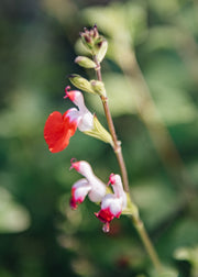 Salvia Salvia Hot Lips, 2/3L