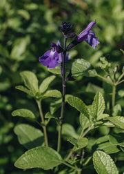Salvia Salvia Lavender Dilly Dilly