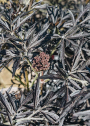 Sambucus Sambucus nigra Black Lace AGM, 3L