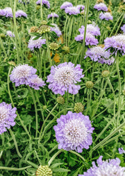 Scabious Scabiosa Kudo Blue