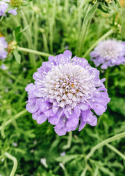 Scabious Scabiosa Kudo Blue
