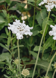Scabiosa Scabiosa columbaria Flutter White