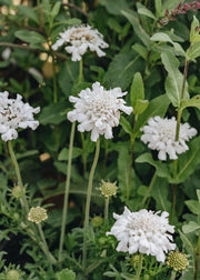 Scabiosa Scabiosa columbaria Flutter White