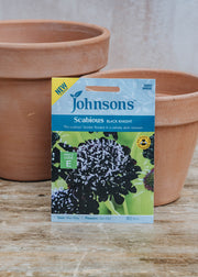 Johnsons Scabious Black Knight Seeds