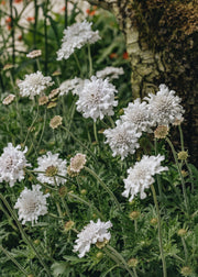 Scabious Scabiosa columbaria Flutter White, 2/3L