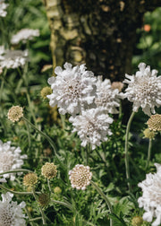 Scabious Scabiosa columbaria Flutter White, 2/3L