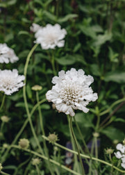 Scabiosa Scabiosa Kudo White