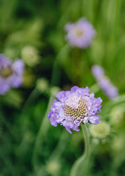 Scabious Scabiosa Mariposa Blue