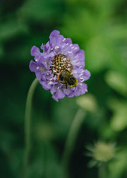Scabious Scabiosa Mariposa Blue