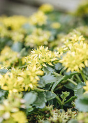 Sedum Sedum Little Miss Sunshine, 2/3L