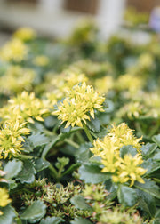 Sedum Sedum Little Miss Sunshine, 2/3L