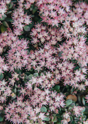 Sedum Sedum Rose Carpet, 2/3L