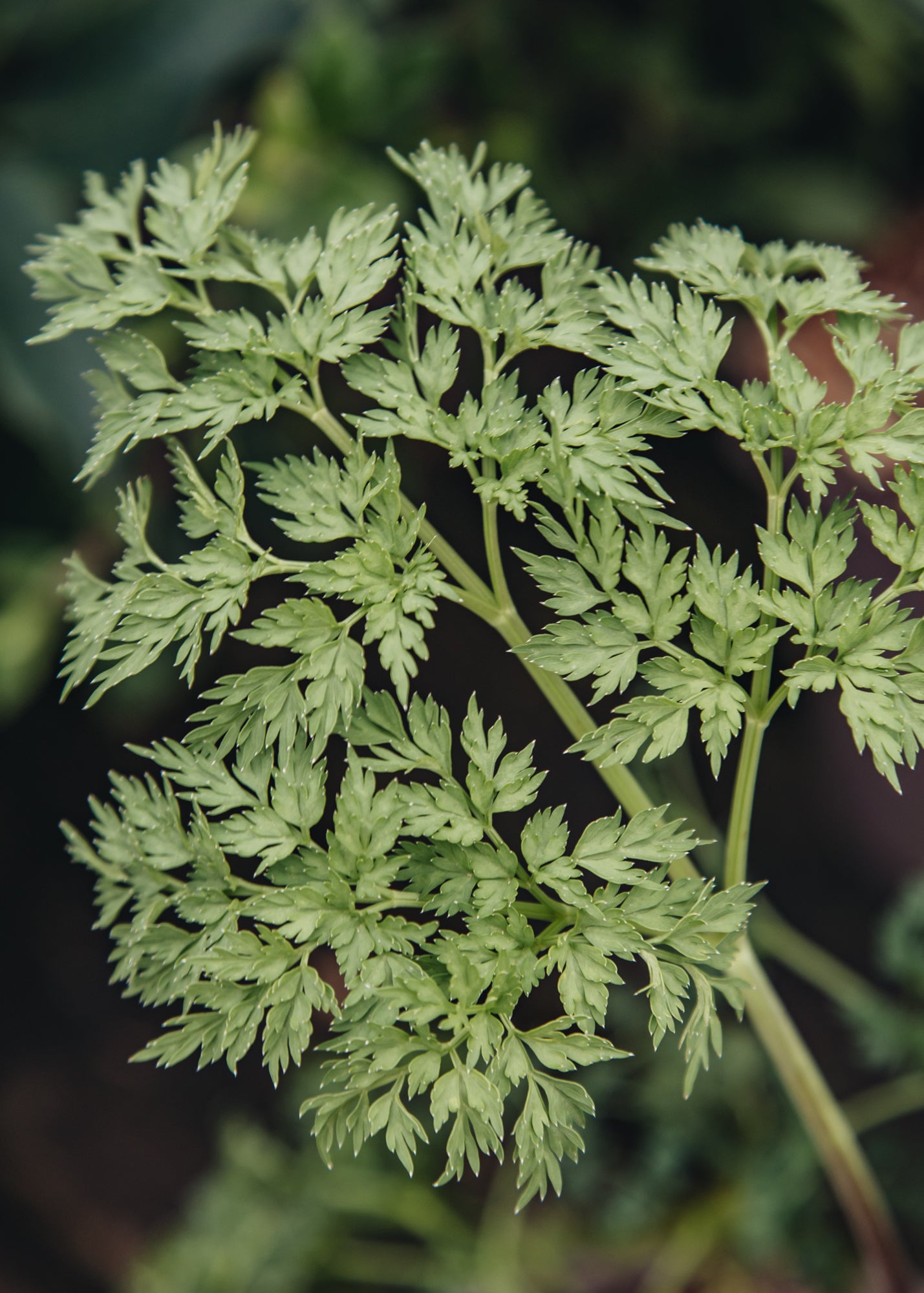 Selinum wallichianum, 4L – Burford Garden Co