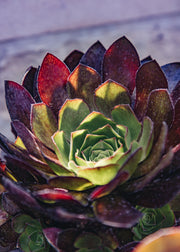 Semponium Semponium Destiny, 2L