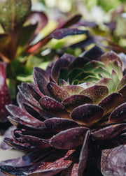 Semponium Semponium Destiny, 2L