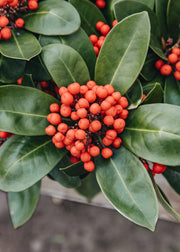 Skimmia Skimmia japonica Obsession, 3L