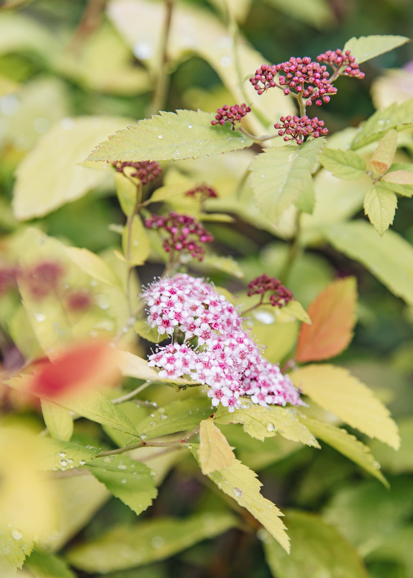 Spiraea Double Play Big Bang, 2L – Burford Garden Co.