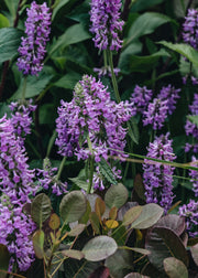 Stachys Stachys officinalis Summer Grapes, 2/3L