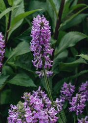 Stachys Stachys officinalis Summer Grapes, 2/3L