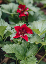 Hairy Pot Strawberry Summer Breeze Rose, 1L