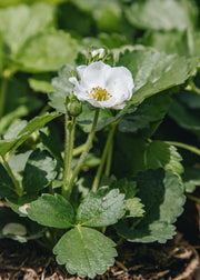 Hairy Pot Strawberry Summer Breeze Snow, 1L