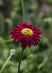 Tanacetum Tanacetum Coccineum Robinson's Red, 2/3L
