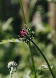 Tanacetum Tanacetum Coccineum Robinson's Red, 2/3L