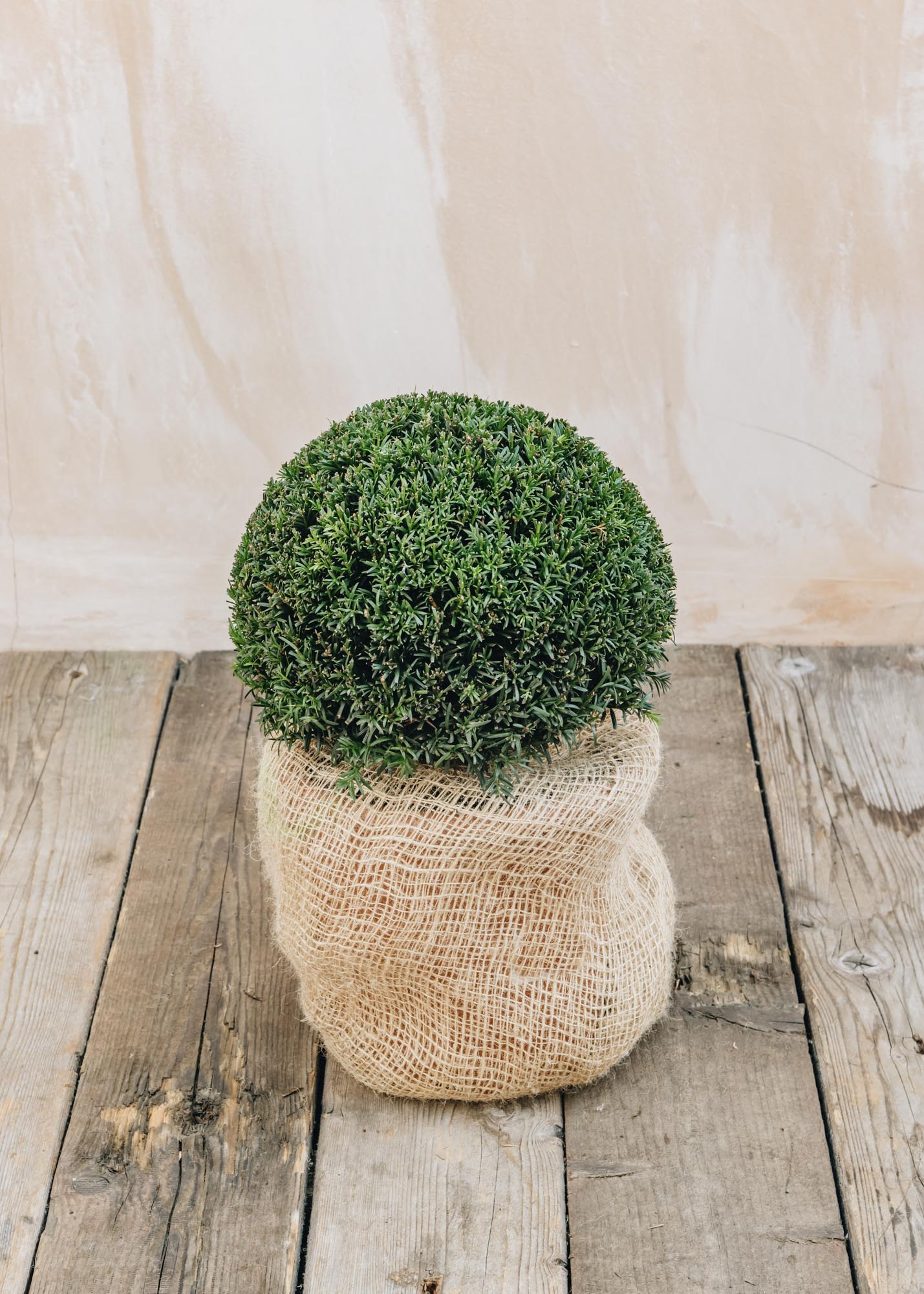 Taxus x media 'Groenland', Clipped Ball, 28CM