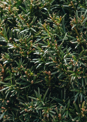 Taxus Taxus Baccata Clipped Pyramid 22cm