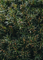 Taxus Taxus x media groenland Clipped Ball 20cm
