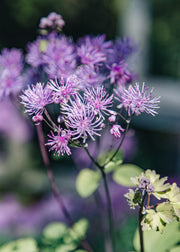 Thalictrum Thalictrum Black Stockings, 2/3L
