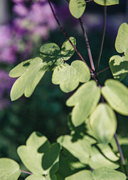 Thalictrum Thalictrum Black Stockings, 2/3L