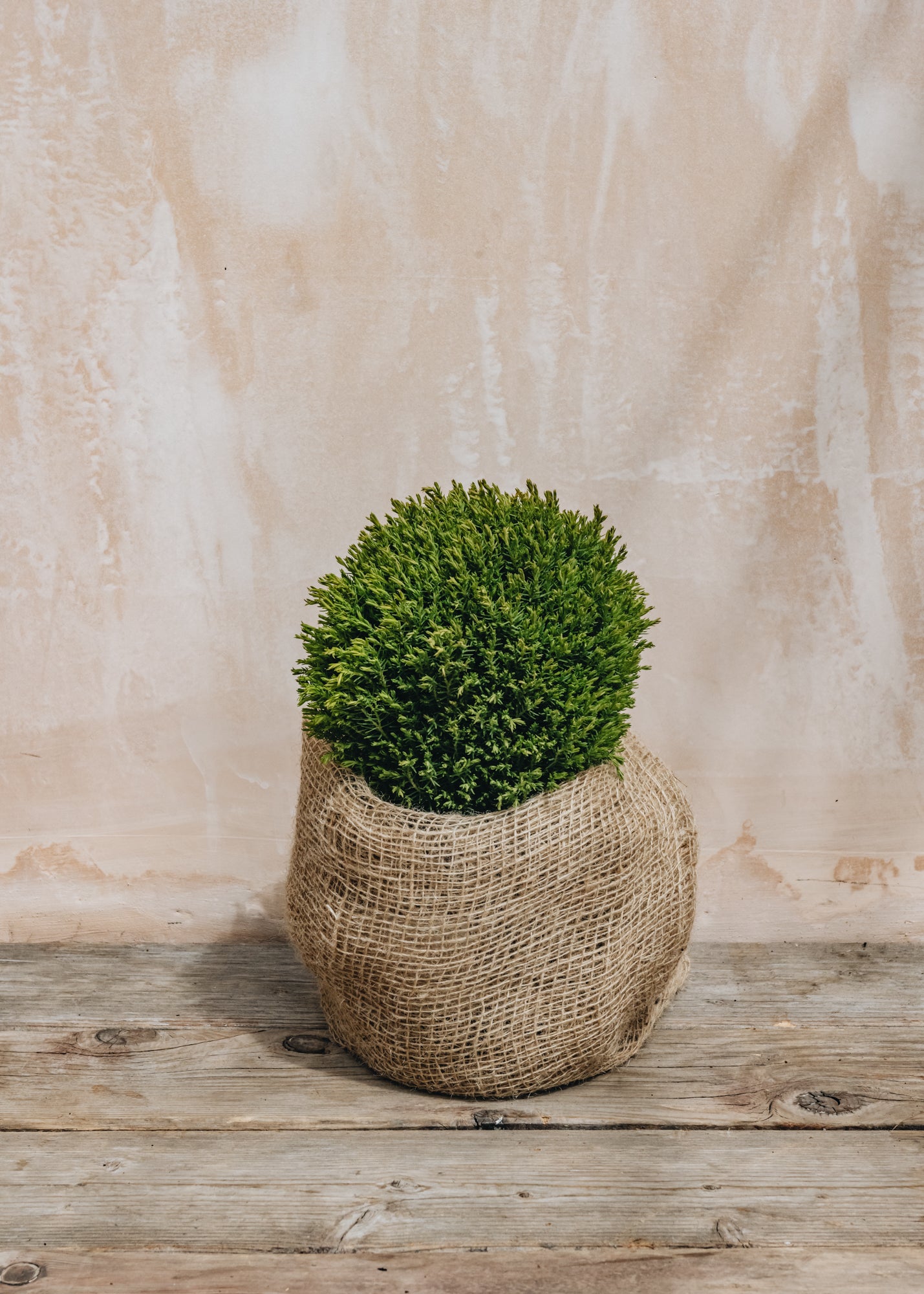 Thuja ocidentalis Teddy 3L – Burford Garden Co