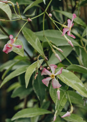 Trachelospermum Trachelospermum 'Star of Milano'