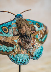 Trovelore Objet D'art Donuca Moth