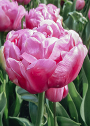 Taylors Bulbs Tulipa Amazing Grace Bulbs