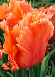 Taylors Bulbs Tulipa Amazing Parrot Bulbs